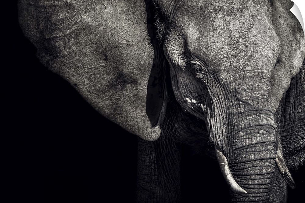 A strong presence is commanded in the portrait of this Matriarch of an elephant family.