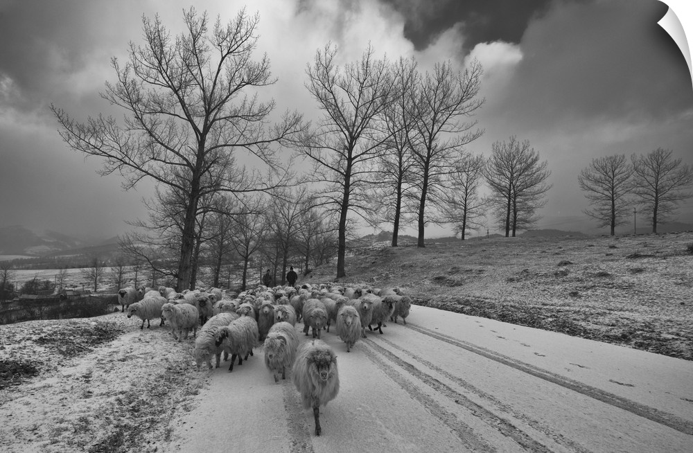 Sheep herd on the move in this snowy winter landscape.