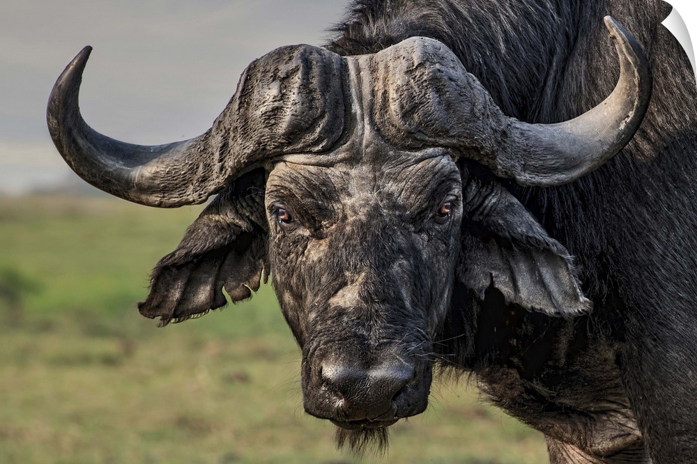 Portrait of a water buffalo standing in the African plains.