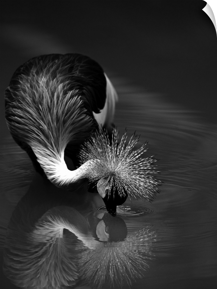 A Crowned Crane dips its head into the water, touching its mirror reflection.