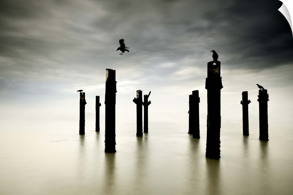 Several crows perched on old posts in the ocean.