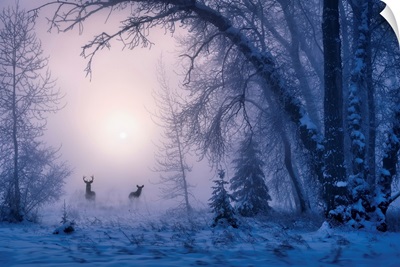 The Shadow Of Deer In The Morning Fog