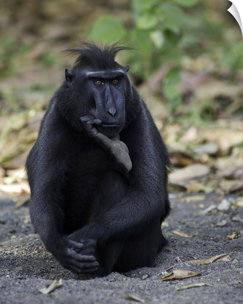 A portrait of a monkey sitting on the ground in a humorous pose as if pondering a thought.
