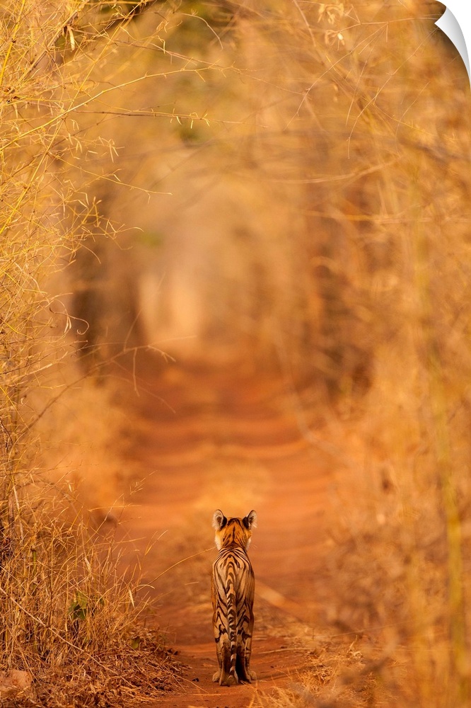A photograph of a tiger seen walking through a grove of dry brush.