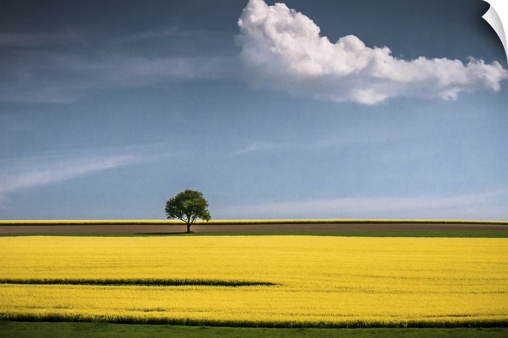 A tree in the center of a bright yellow canola field with a lone cloud floating by.