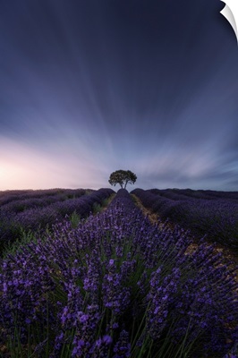 The Tree And The Lavender