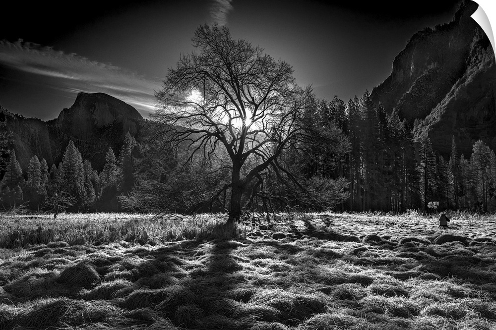 Black and white image of a clearing in Yosemite Valley with the sun low in the sky, and Half Dome in the distance.