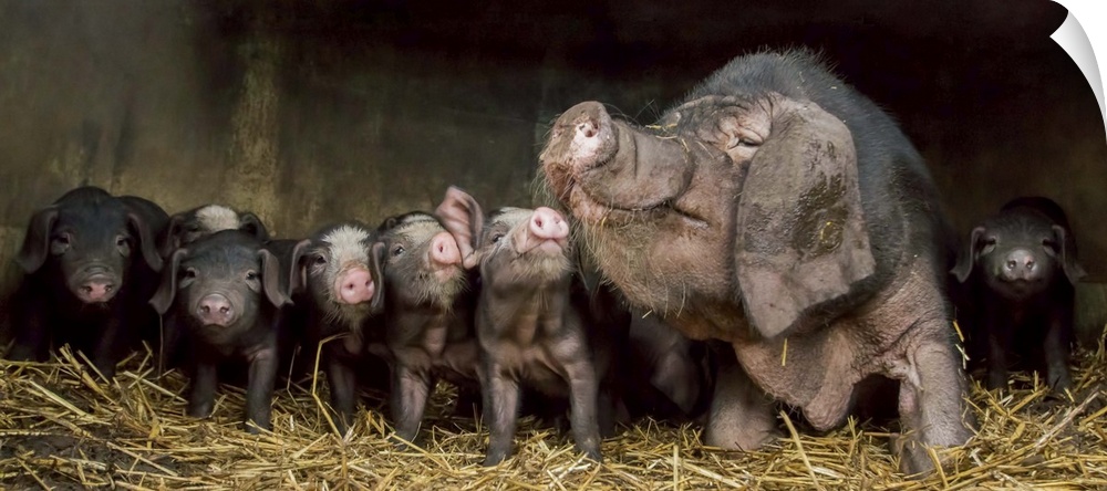 A large mother pig with floppy ears and a big snout and her seven adorable piglets.