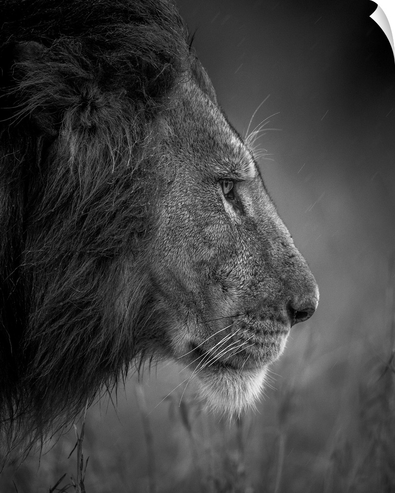 Dark with raining day the Lion was walking to the good place to sleep after his big meal, taken in masai mara in Kenya 2016.