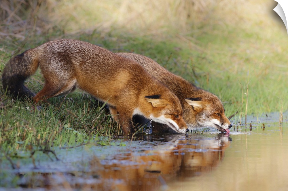 Two fox drinking from a clear stream in the countryside.