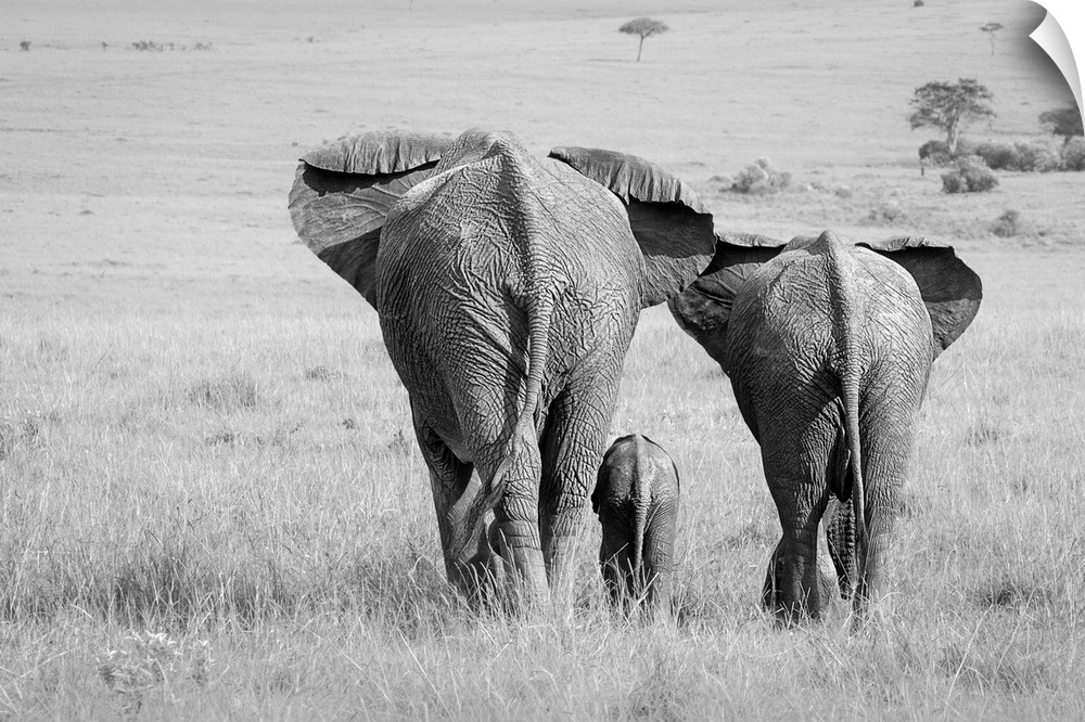 A black and white photograph of an elephant family seen from behind.