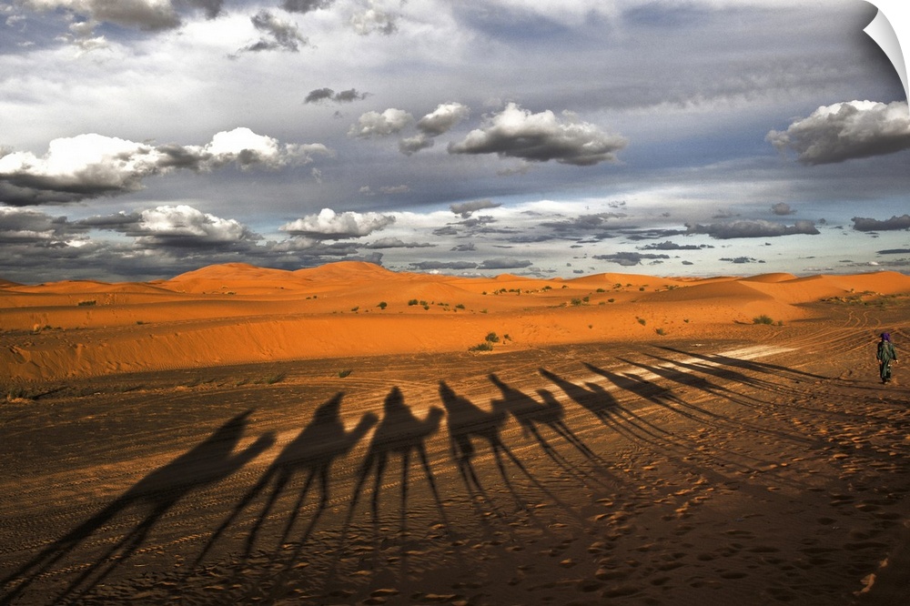 Long shadows of camels and their riders on the sandy desert floor, Morocco.