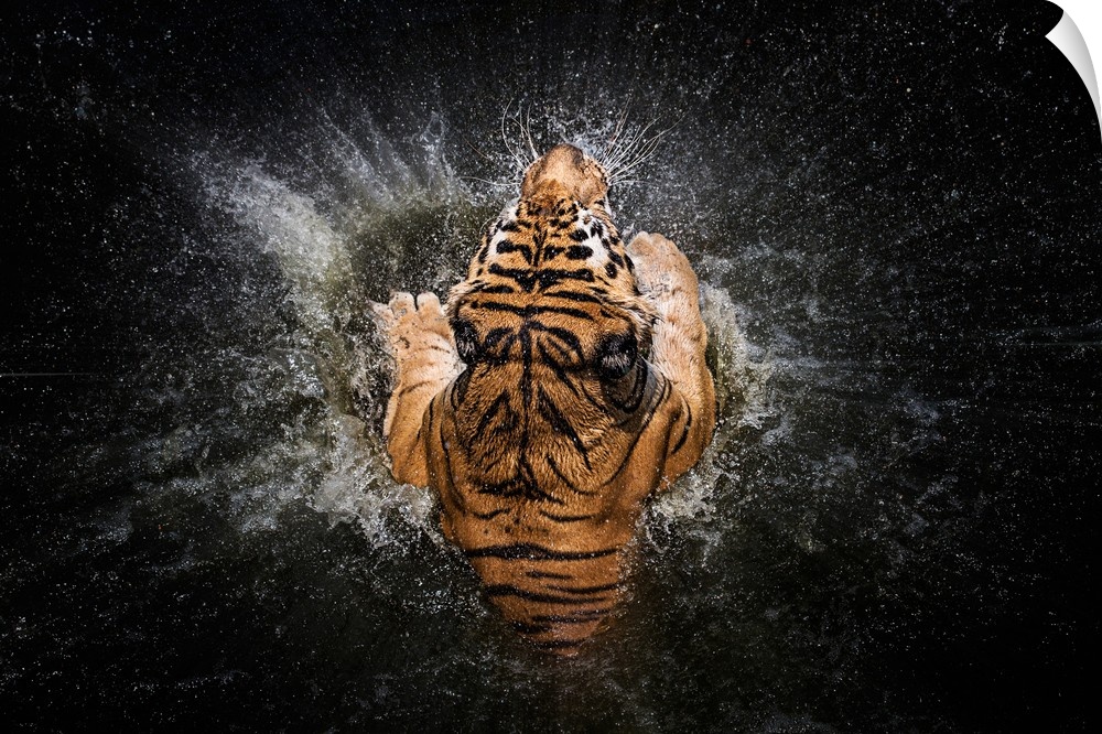 Photograph of a tiger splashing in water from above.
