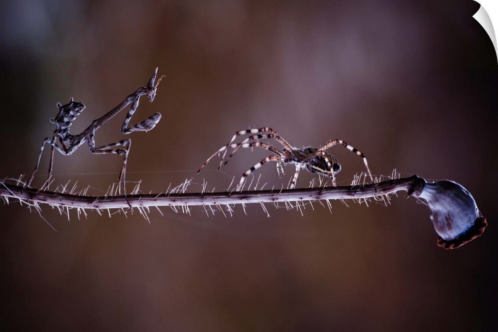 A Conehead Mantis and a spider face off on the stem of a dried flower.
