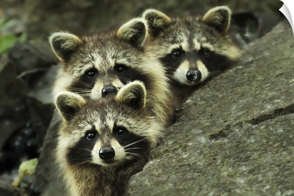 The faces of three adorable raccoons peering over the edge of a rock.
