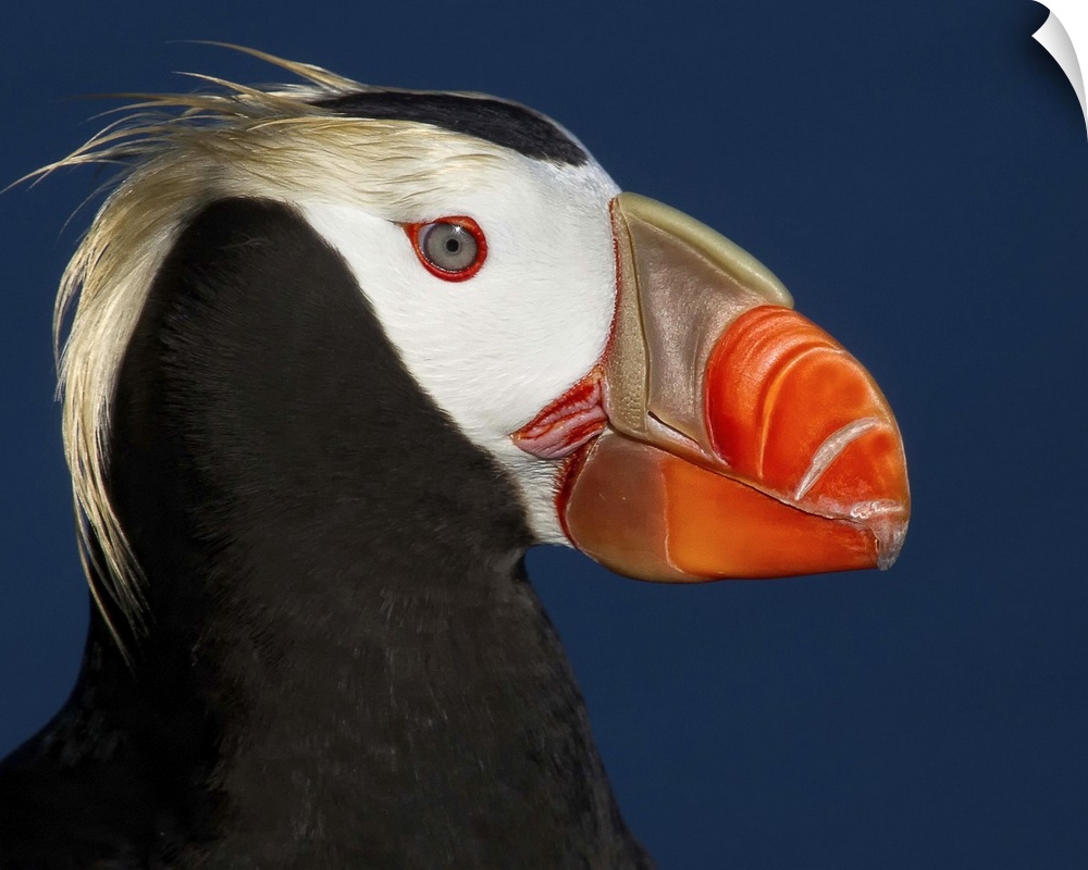 Portrait of a tufted puffin with a colorful beak and long yellow feathers on its head.