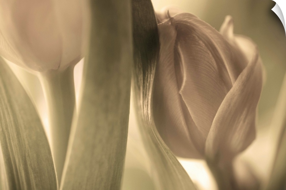 Pastel image of a tulip about to bloom, leaning against another flower.