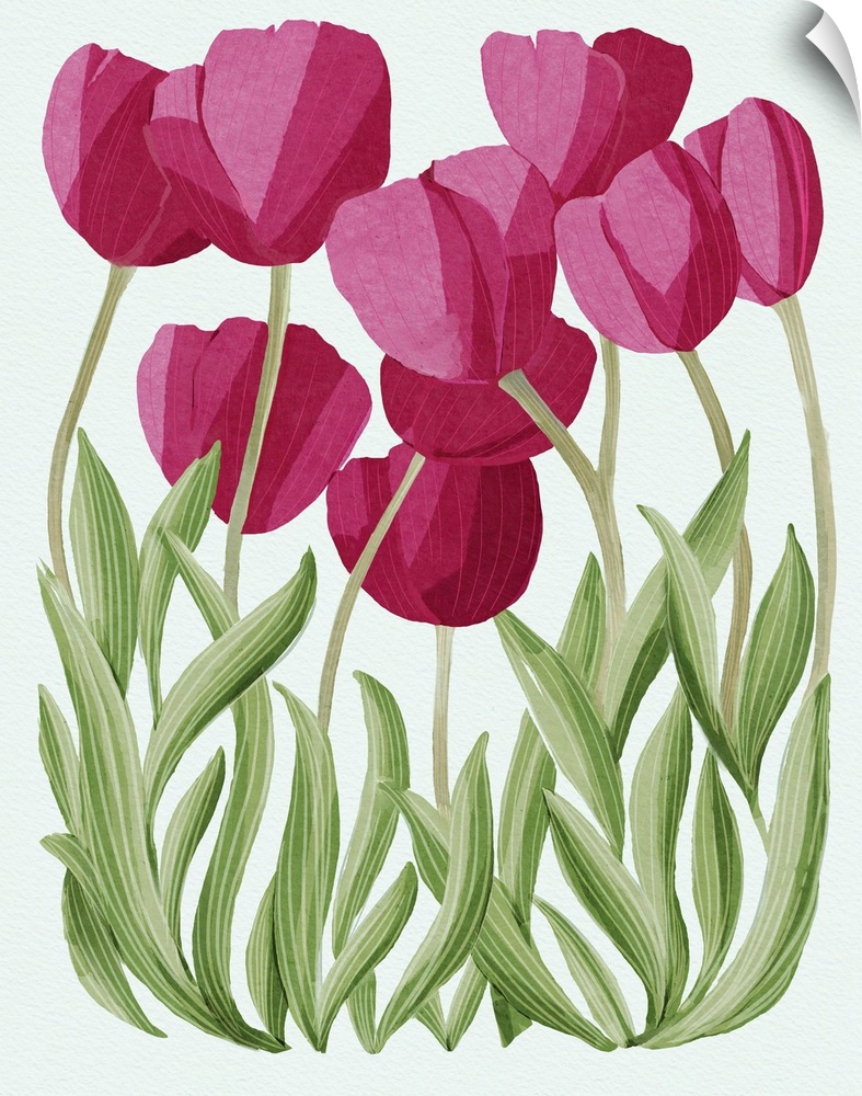 Tulips