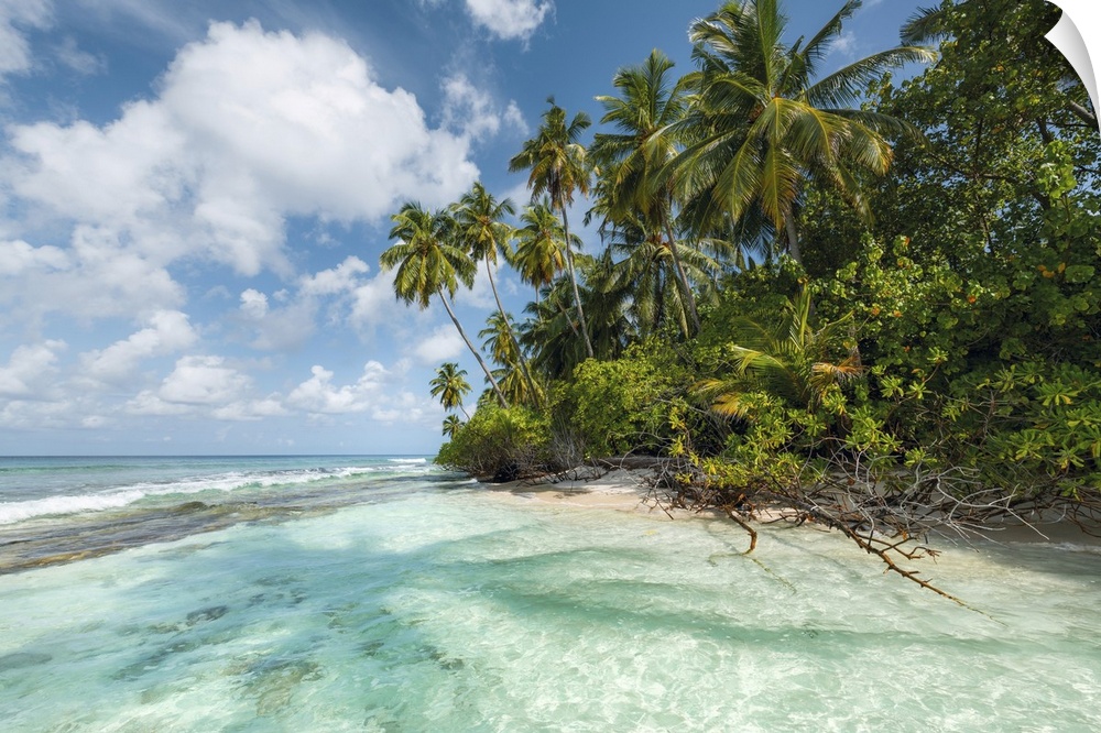 A tranquil and relaxing photograph of clear waters and tropical palm trees under a blue sky