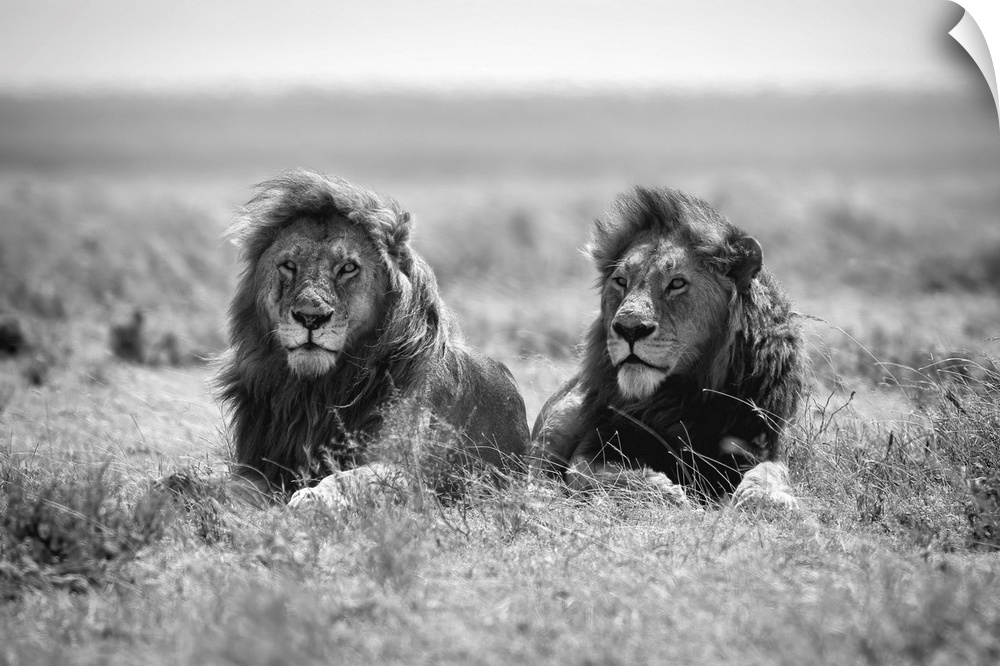 Black and white photograph of two male lions enjoying a breeze on the savannah in Tanzania.