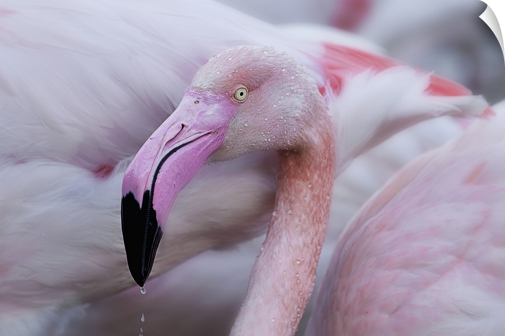 Close-up photograph of a pink flamingo dripping water from its beak.