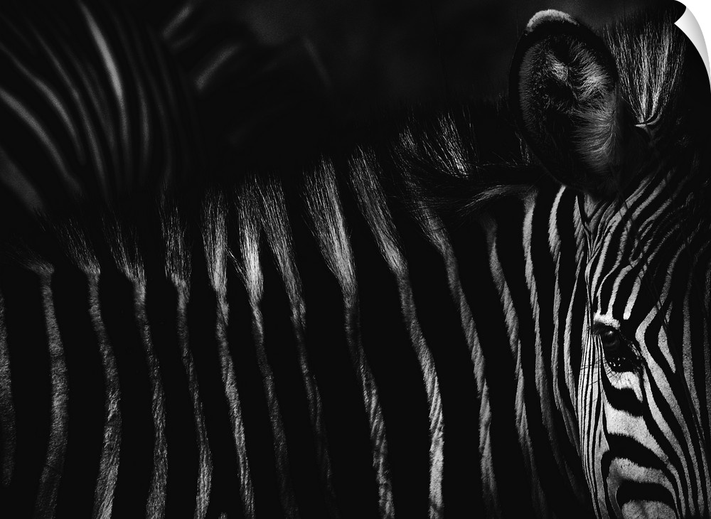 Black and white photograph of a zebra, highlighting its contrasting striped fur.