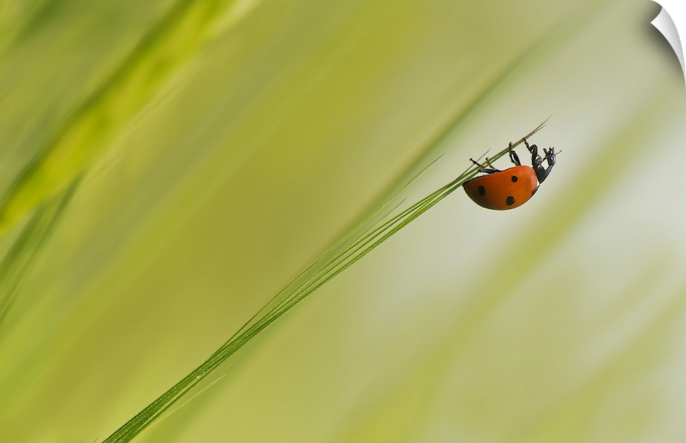 A ladybug hangs upside-down from the tip of a blade of grass.