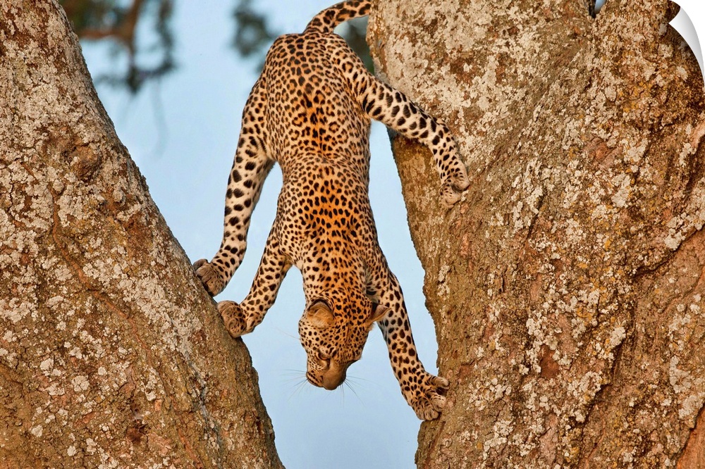 Playful photograph of a leopard climbing down the midlle of two rocks.
