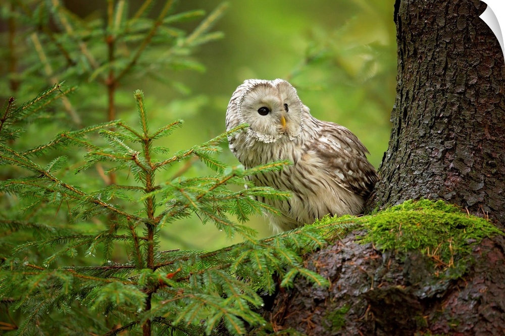 Ural Owl