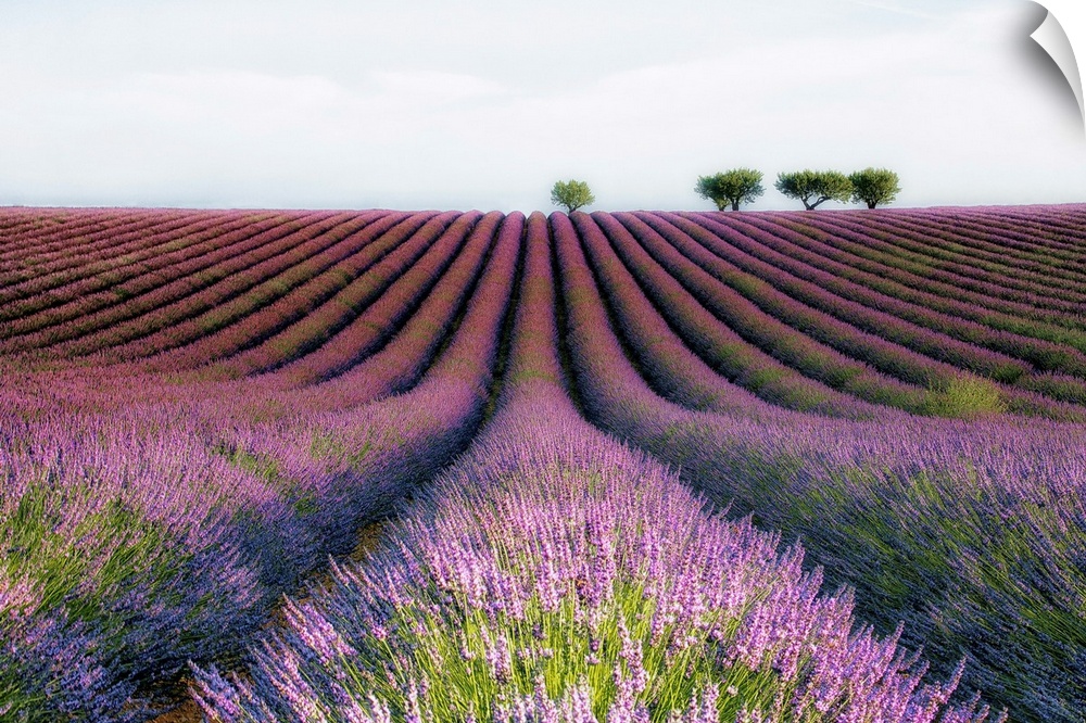 Countryside fields with rows of lavender.