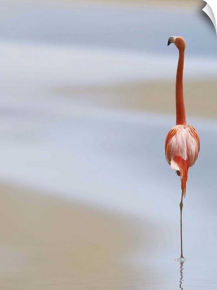 A Caribbean Flamingo stands on one leg in shallow water.