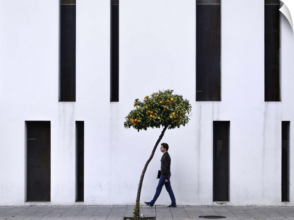 A man walks by the facade of a white building just about to pass an orange tree planted on the sidewalk beside him.