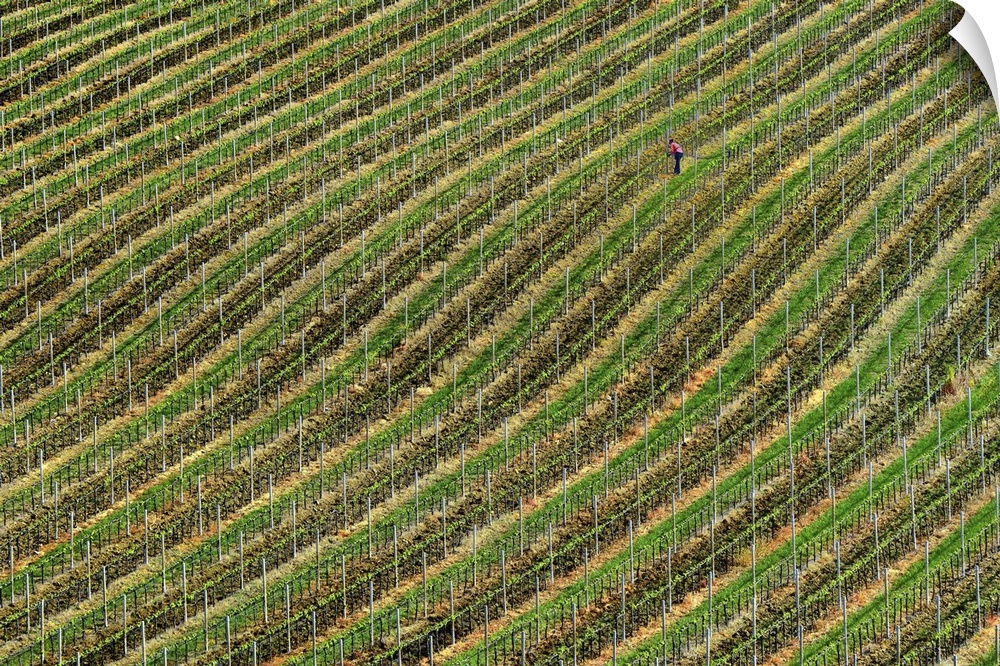 Rows of crops in a vineyard, creating an abstract image.