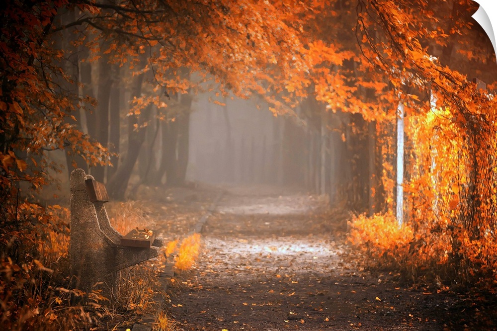 A walkway through an autumn forest glowing in early morning light.