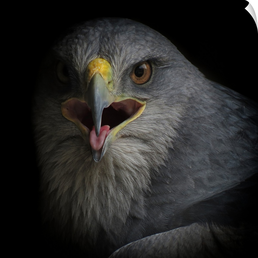 Close-up view of an eagle with its mouth open about to make a sound.