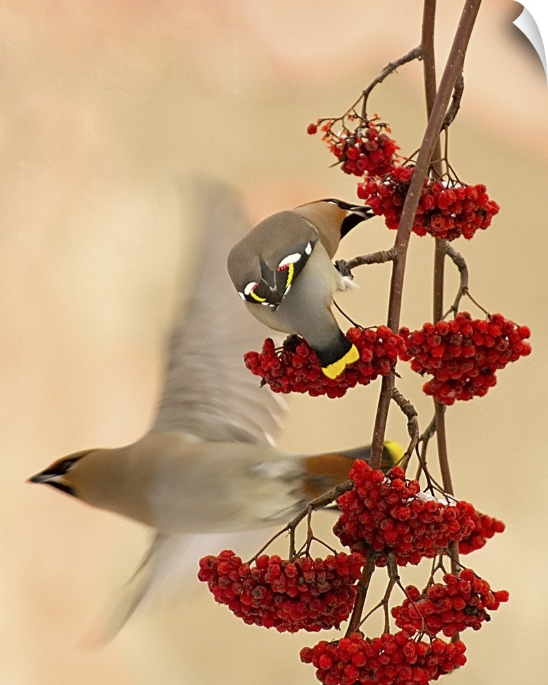 A Cedar Waxwing eats berries hanging from a branch as another flies off.