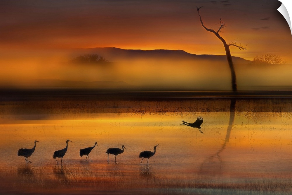 A Sandhill Crane landing in the water near its flock at Bosque del Apache National Wildlife Refuge, New Mexico.
