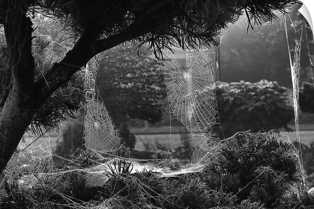 Tree with a multitude of spiderwebs with morning dew.
