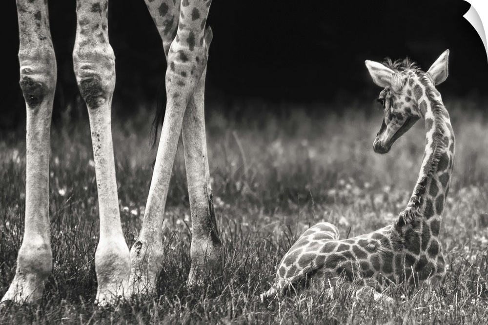 A newborn baby giraffe laying in the grass next to its mother's legs.