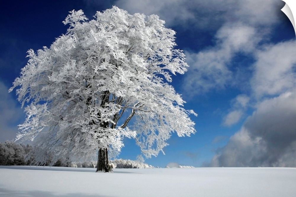 A German winter landscape with a tall tree covered in white foliage.