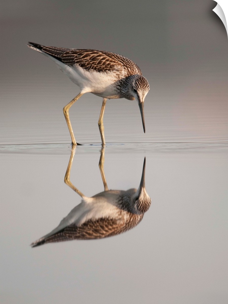 A Common Sandpiper looks at its reflection in the water, Sweden.
