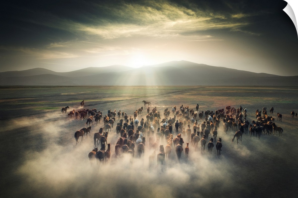 A stunning fine art photograph of a herd of wild ponies out on a prairie. The rays of the sun illuminate the dust rising f...