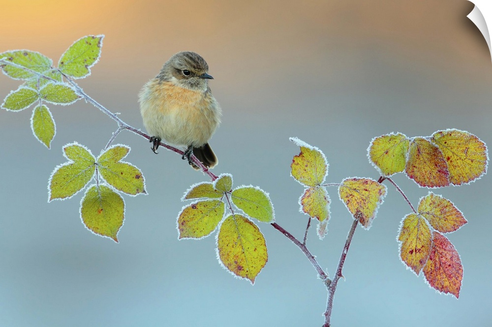 A Common Stonechat perched on a thin branch with frost on the leaves.