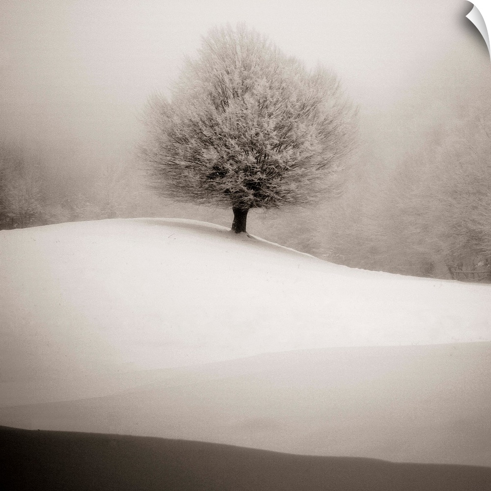 Tree with full branches alone on a hill covered in snow in the winter.