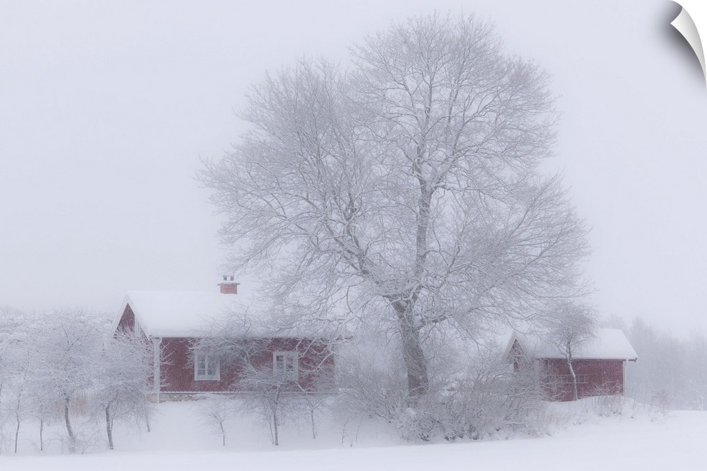 A farmhouse and barn with a large tree after a heavy snowfall, Sweden.