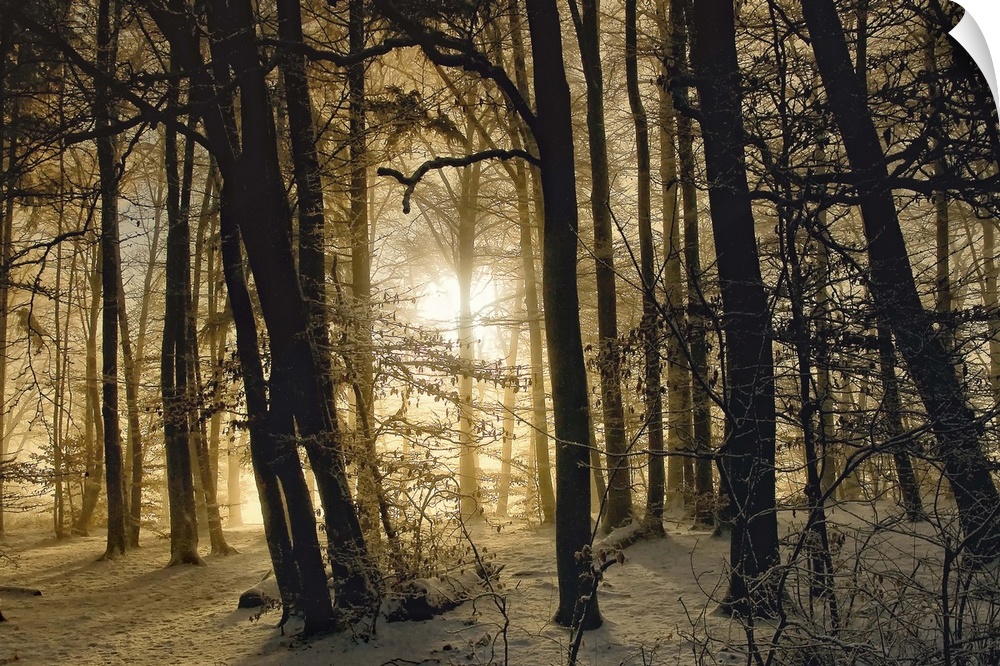 The dawning sun shining through a forest with snow on the ground on a winter morning.