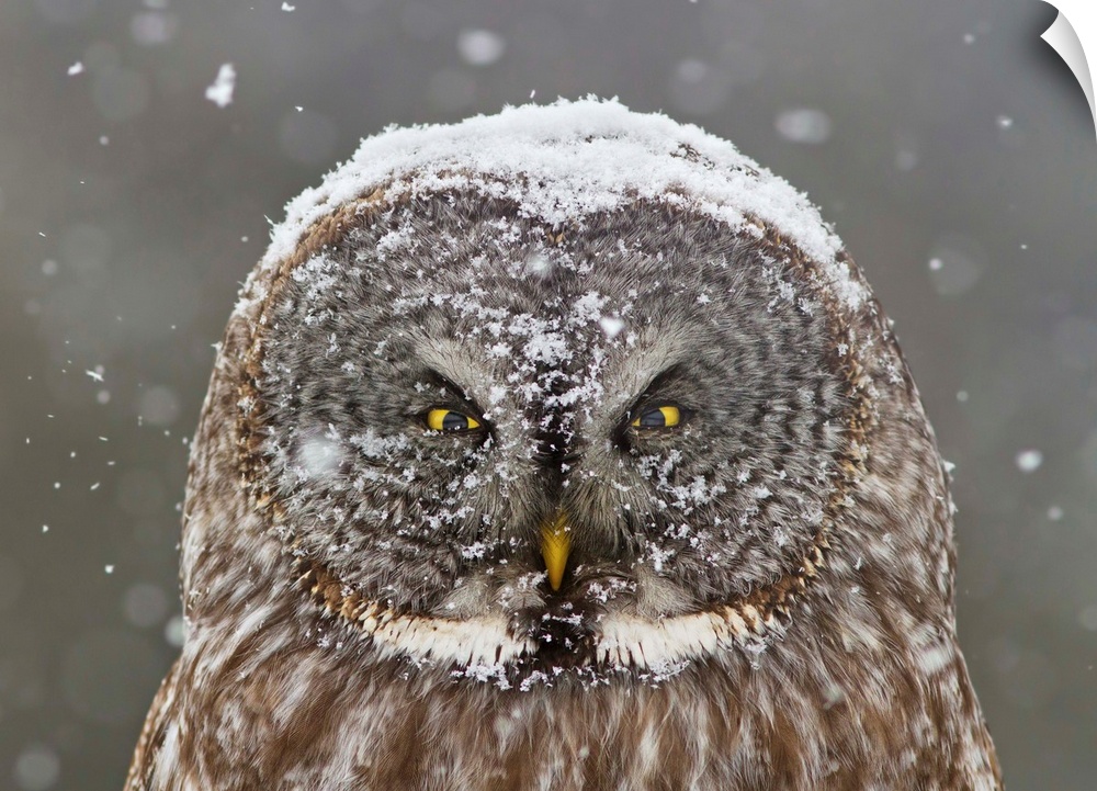 A portrait of an owl sitting still outdoors while snow gently falls from the sky onto him.