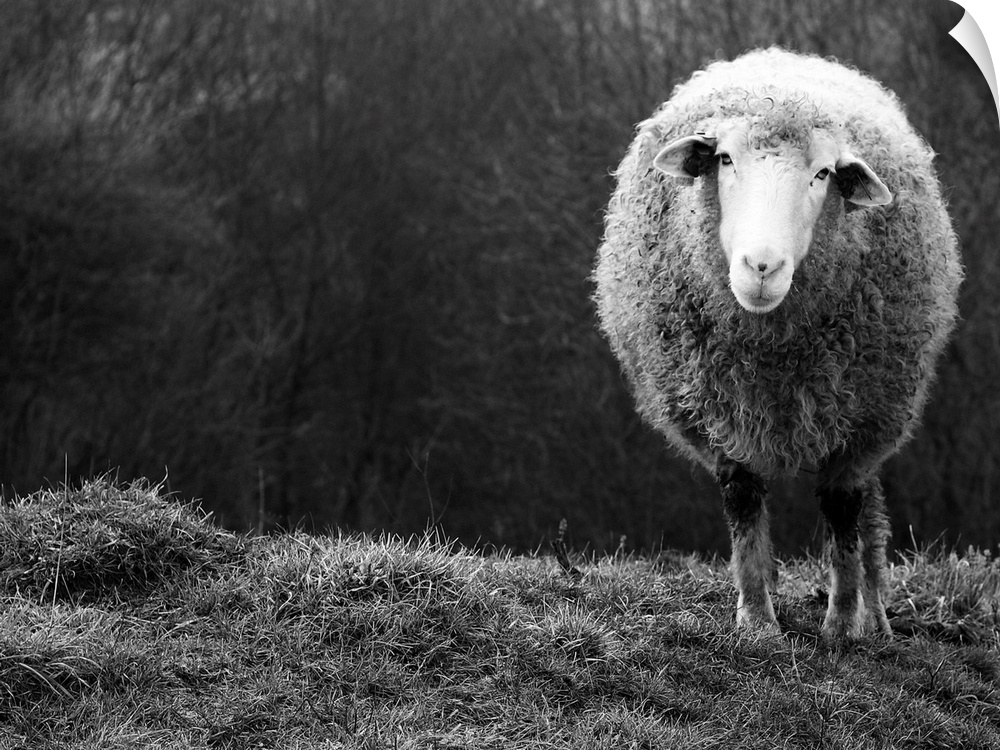 A black and white photograph of a sheep.
