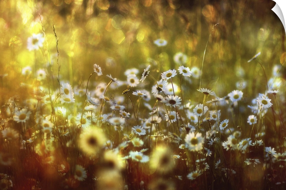 Field of daises with golden light in the afternoon.