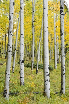 Yellow Birches - Vertical